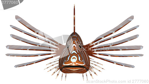 Image of Pterois or Lionfish