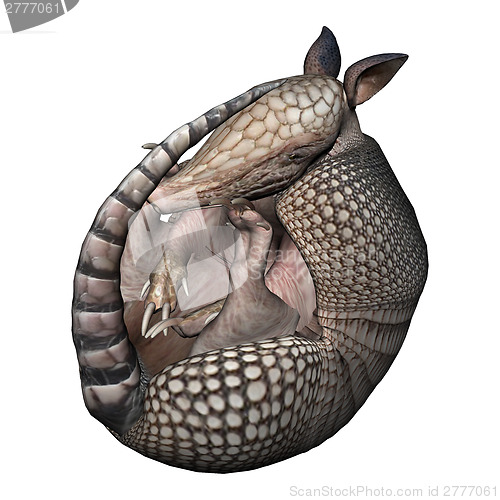 Image of Armadillo