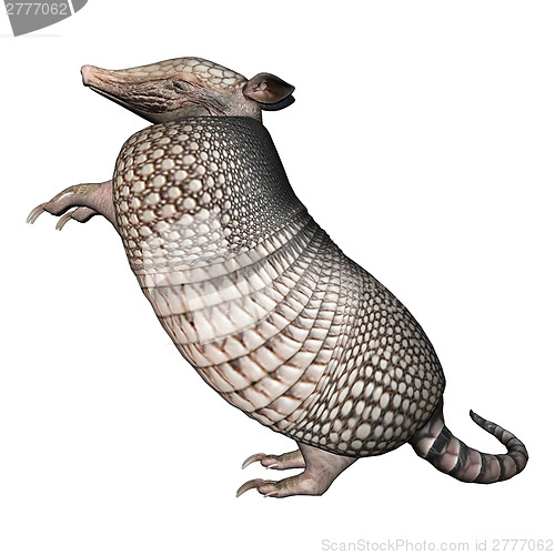 Image of Armadillo