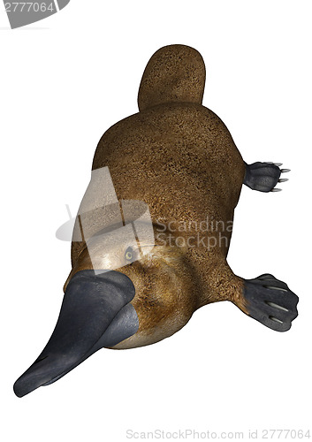 Image of Platypus on White