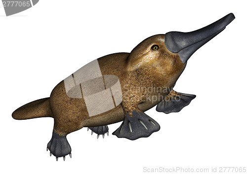 Image of Platypus