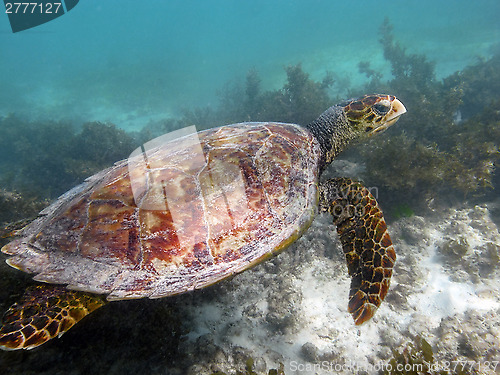 Image of sea turtle underwater