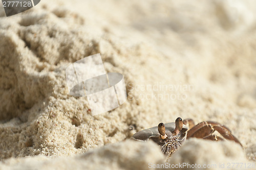 Image of ghost crab leaves its hole 