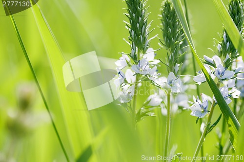 Image of Spring or summer abstract nature background