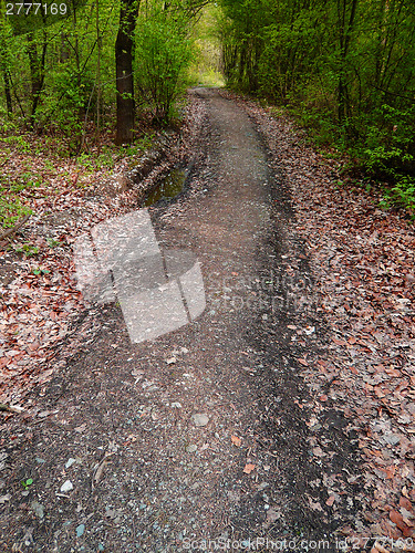 Image of Forest road