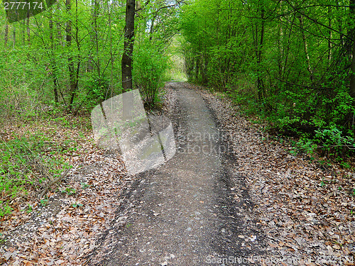 Image of Forest road