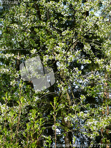 Image of Blossom