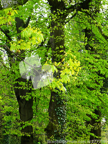 Image of Spring in park