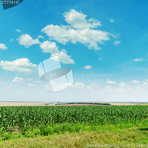 Image of green maize field and clouds in blue sky