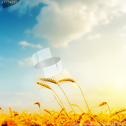 Image of golden barley and sunset