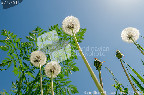 Image of white dandelion with green grass under blue sky and sun