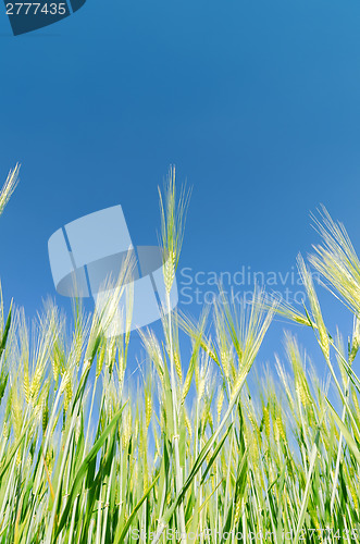 Image of green harvest under deep blue sky