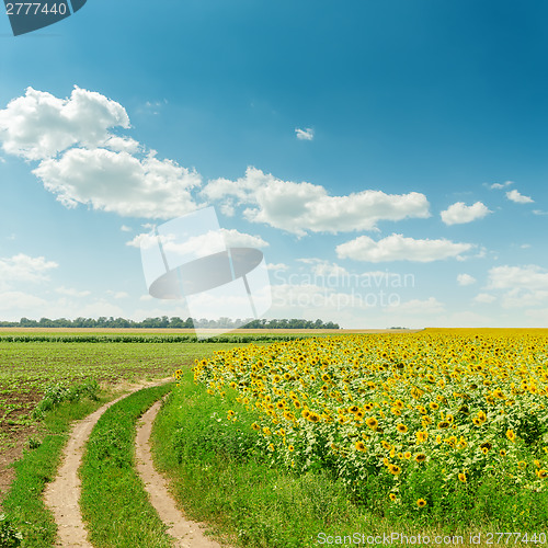Image of sky and clouds over field with sunflowers