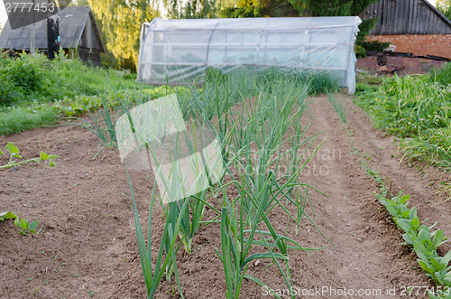 Image of row of onions in the garden  