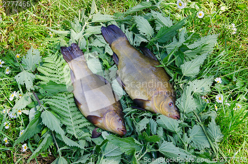 Image of large tench lying on the tufts of nettle outdoor 