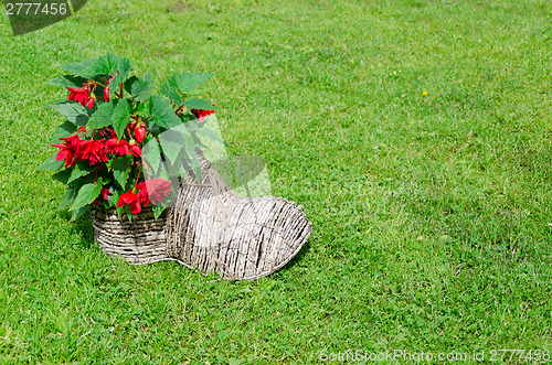 Image of shoe flower pot with begonias. rural decoration 