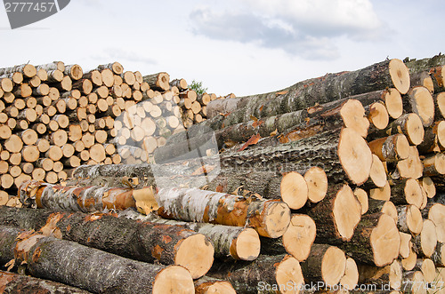 Image of wood fuel birch and pine logs stacks near forest 