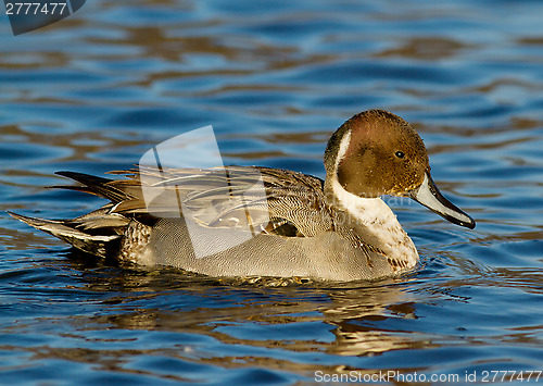 Image of Northern Pintail