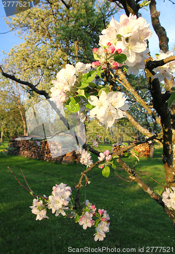 Image of Apple blossoms in spring