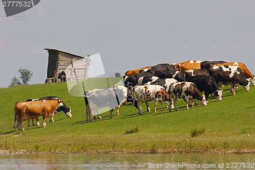 Image of Cow on a field