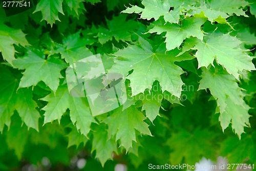 Image of Leaves