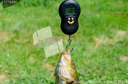 Image of closeup weights shiny big tench fish 