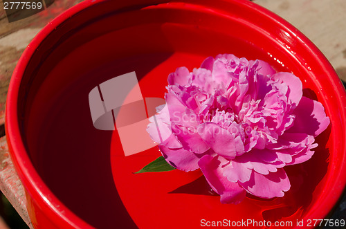 Image of pink peony flower immersed in red clay bowl  