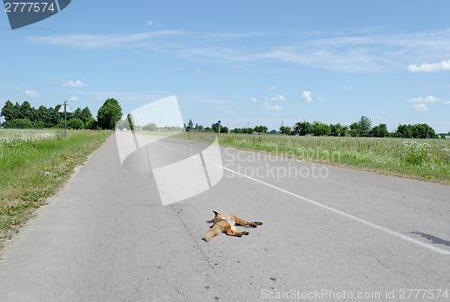 Image of on the asphalt  lying wounded fox 