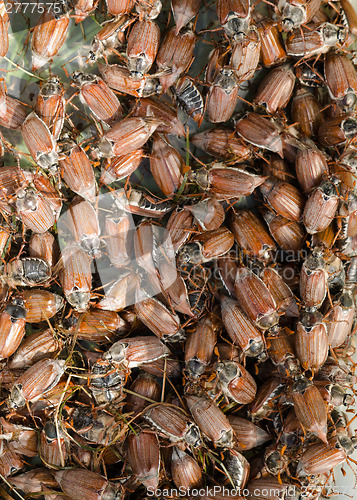 Image of cockchafer chafer bunch 