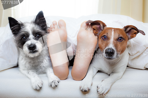 Image of couple of dogs and owner