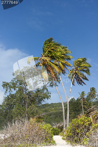 Image of coco palms on the beach of tropical island