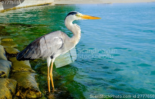 Image of Grey Heron