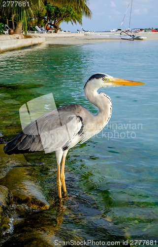 Image of Grey Heron