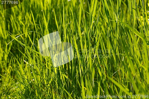 Image of Green Grass