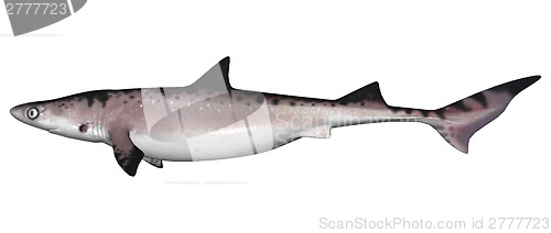 Image of Shark