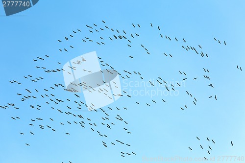 Image of Geese Flying