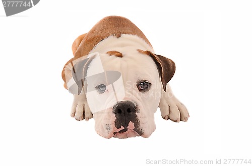 Image of Adorable bulldog laying down on a white background