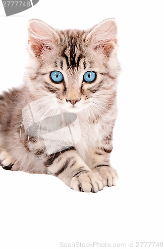 Image of Beautiful Tabby Kitten with Blue Eues