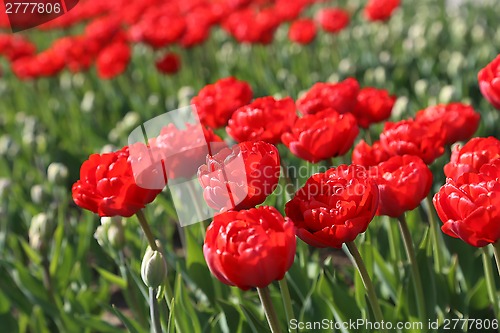 Image of Beautiful red tulips