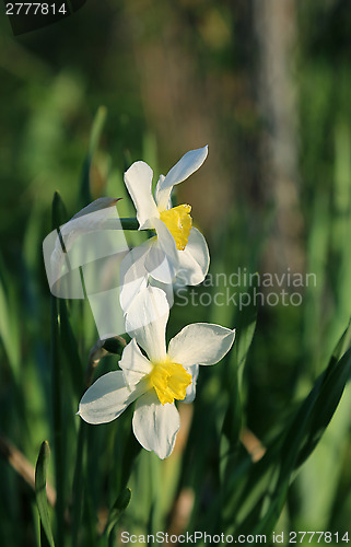 Image of Beautiful Daffodils (Narcissus)