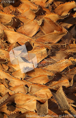 Image of Palm tree trunk 