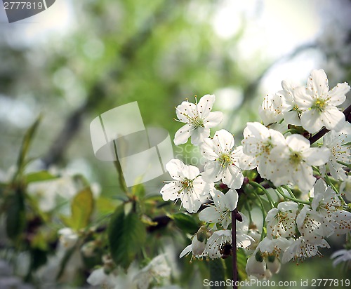 Image of Branch of a beautiful spring tree 
