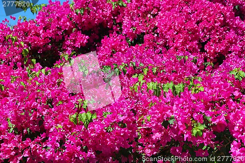 Image of Beautiful bougainvillea