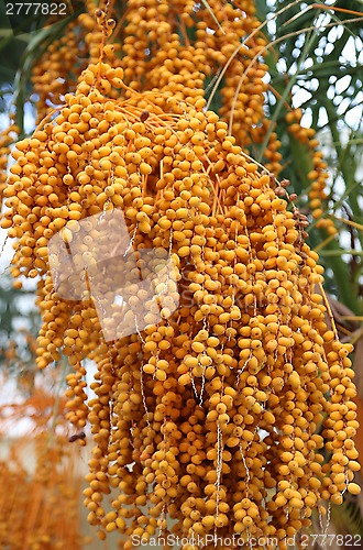 Image of Bbright orange fruits of palm