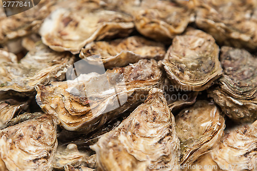Image of Fresh Oysters