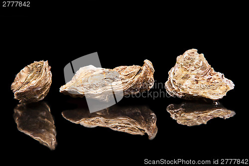 Image of Fresh Oysters