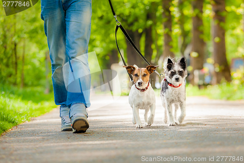 Image of dogs going for a walk