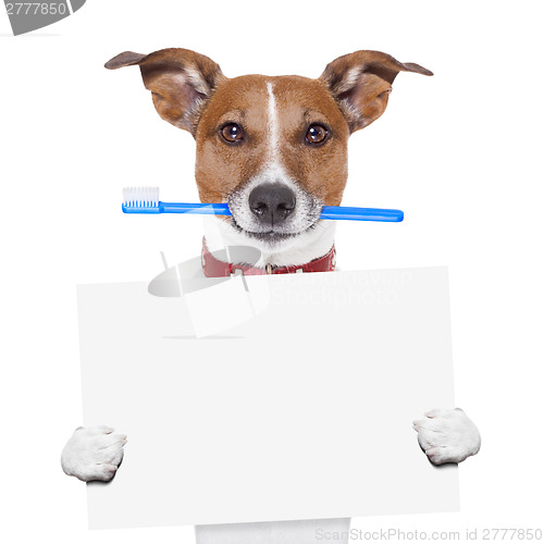 Image of toothbrush dog