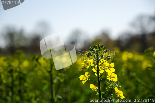 Image of Backlit canola flower