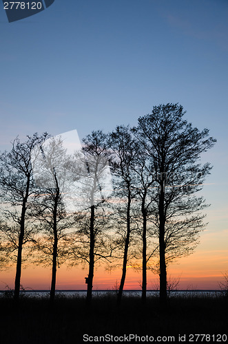 Image of Tree silhouettes